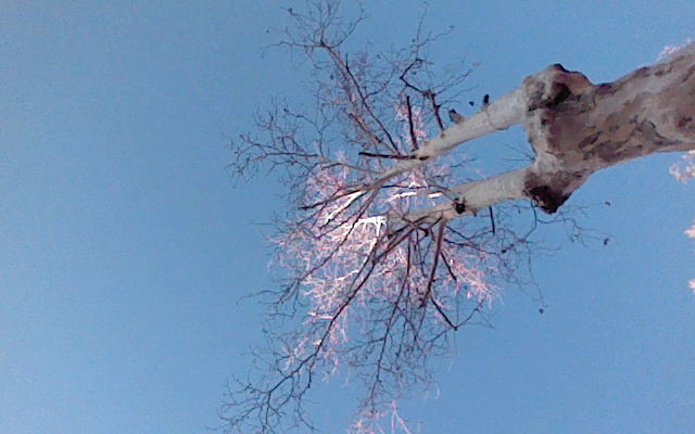 Albero spoglio per l'inverno, cielo di sfondo, i rami appaiono stranamente rosa.